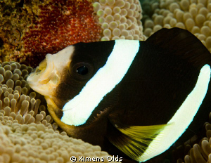Anemone Fish blowing its eggs. by Ximena Olds 